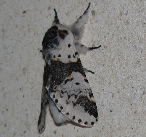 Uno spettacolo - Furcula bicuspis, Notodontidae